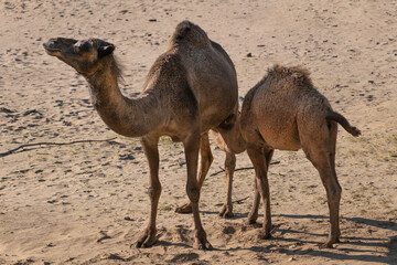 Dromedary Camel With Suckling Calf