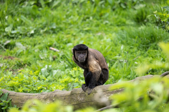 Brown Capuchin Monkey