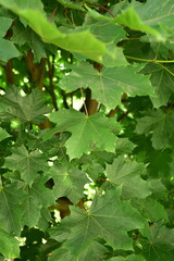 liście klonu, zielone liście