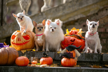  chihuahua puppies with christmas decorations