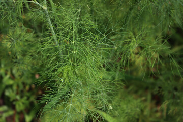 Close-up of green dill plants with raindrops growing in vegetable garden on summer. Anethum graveolens 