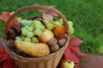 Various fresh autumnal fruits in a wicker basket with orange and yellow leaves. Grapes, apples, pear, walnuts and chestnuts against green grass background
