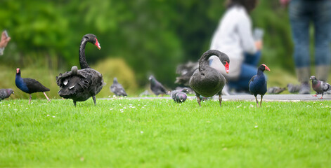 Birds playing on green grass, unrecognizable people taking photos using smartphones, Western Springs park, Auckland.