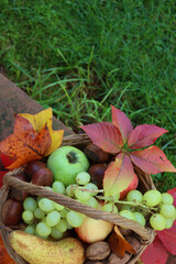 Various fresh autumnal fruits in a wicker basket with orange and yellow leaves. Grapes, apples, pear, walnuts and chestnuts against green grass background