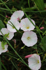 White flowers of Convolvulus arvensis growing in a green meadow in the italian countryside on a sunny summer day. Also called field bindweed