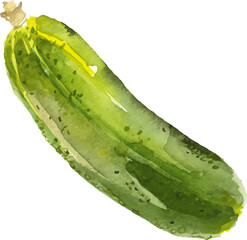 Vector Watercolor painted cucumber. Hand drawn fresh food design element isolated on white background.