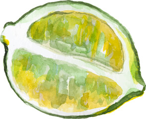 Vector Watercolor painted lime. Hand drawn fresh food design elements isolated on white background.