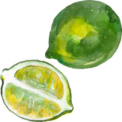 Vector Watercolor painted lime. Hand drawn fresh food design elements isolated on white background.