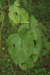 Obraz premium Paulownia Tomentosa tree with green leaves damaged by hailstones in the garden on summer 