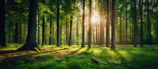 Trees in the forest soak up the sunlight - obrazy, fototapety, plakaty