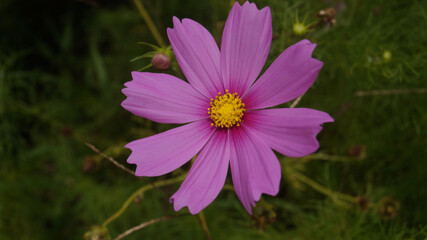 Obraz premium Cosmos flower in a small flower garden