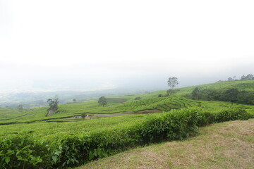 Obraz premium Tea gardens in Pagar Alam, Indonesia.
