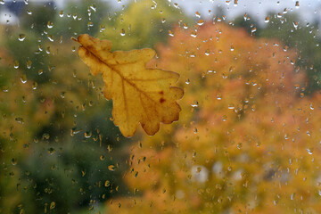 autumn oak leaf on the window with raindrops - 669918978