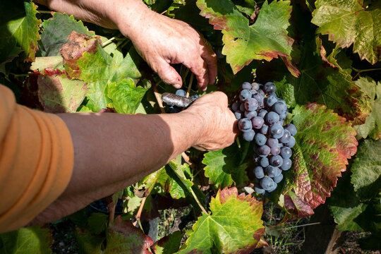 Pessoa com tesoura na m&atilde;o a cortar uvas num dia de vindima