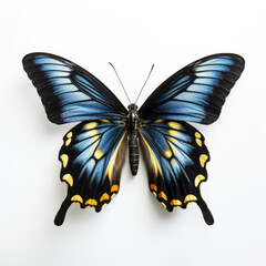 Black and blue butterfly with yellow spots, isolated on white.