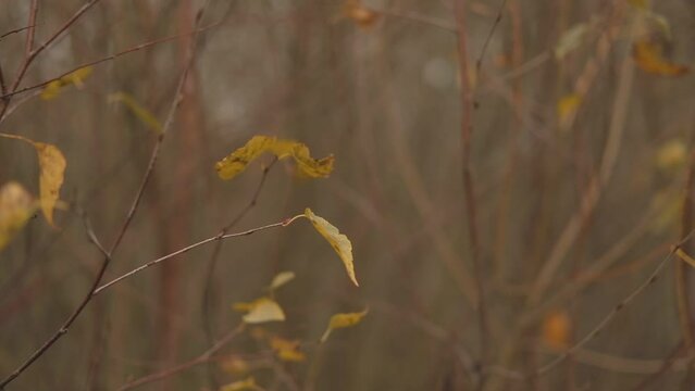 Autumn Natural Background. Dry leaves, brown stems. Pastel neutral colors. Fall idyllic landscape. Abstract trendy earth tones. Ochre colored aesthetic video backdrop. Minimal style. Unity with nature