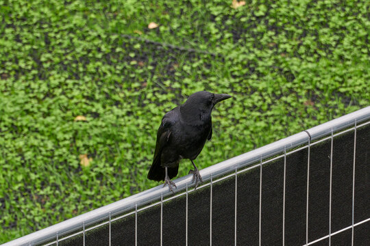 CorneilleBilder StockFotos & Videos. Adobe Stock