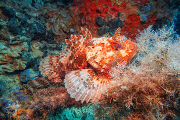 Red Scorpionfish (Scorpaena Scrofa), Adriatic Sea, Mediterranean Sea, Croatia