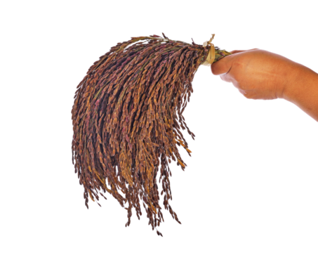 ear of paddy, ears of Thai jasmine rice transparent png - Powered by Adobe