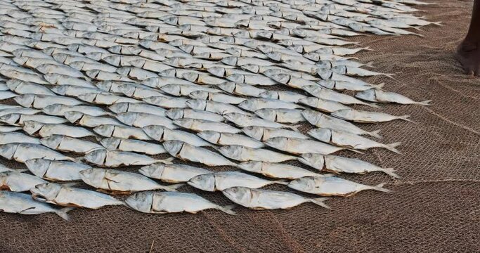 rows of drying mackerel or saba fish on road by ocean in Indian village. poor areas of goa