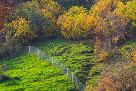 Colorful autumn trees on a mountainside