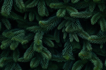 Fototapeta na wymiar Seamless Pattern of coniferous evergreen branches. Winter Christmas tree background.
