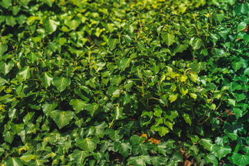 Top view of natural green leaf for nature background