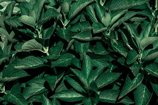 Backdrop and texture of green leaves natural wall © Sergio Costas