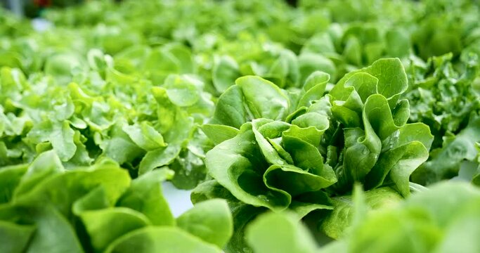 Salad farm vegetable green oak lettuce. Close up fresh organic hydroponic vegetable plantation produce green salad hydroponic cultivate farm. Green oak lettuce salad in green Organic plantation Farm