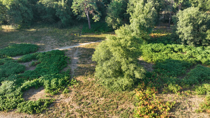 Aerial view of footpath in woodland and countryside