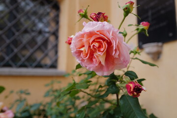 Rosen