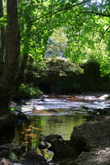 Green sea in my eyes
The Rivelin Valley in Sheffield