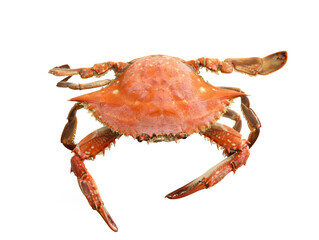 red crab isolated on white background