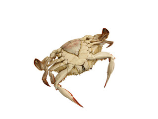 red crab isolated on white background