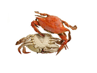 red crab isolated on white background