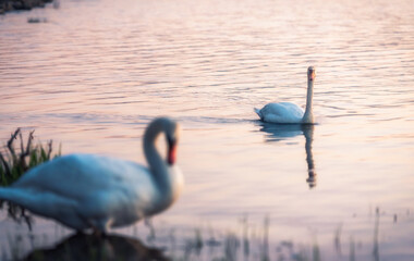 Łabędzie jezioro © kamil