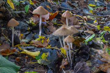 Champignon, Psathyrelle Conique