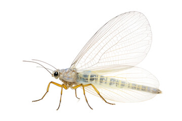 Delicate Lacewing Wing Detail Isolated on Transparent Background