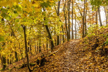 Beautiful autumn landscape with yellow leaves