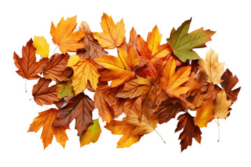 Crisp Fallen Autumn Foliage Isolated on Transparent Background