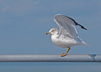 A ring-billed gull perched on a metal railing with its wings raised and isolated against a blurred blue sky and water background with room for type.