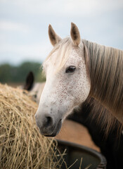Berber Pferd mit Heu