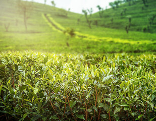 Fresh tea leaves closeup. Tea plantations