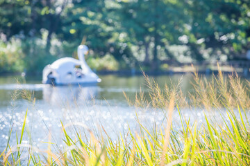 石神井公園とボート