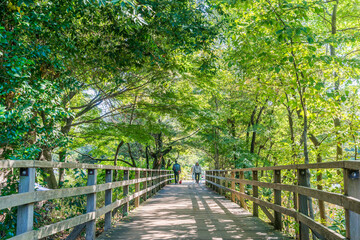石神井公園の風景