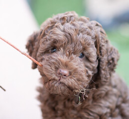 Lagotto Romagnolo Welpe mit Blume