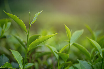 Fototapeta na wymiar Fresh tea leaves closeup. Tea plantations