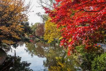 石神井公園の紅葉