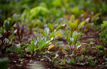 Young fresh beet leaves. Beetroot plants in a row from a close distance