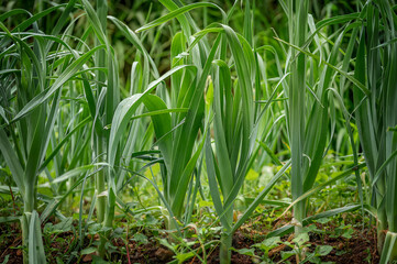 Obraz premium Garlic field in Sri Lanka